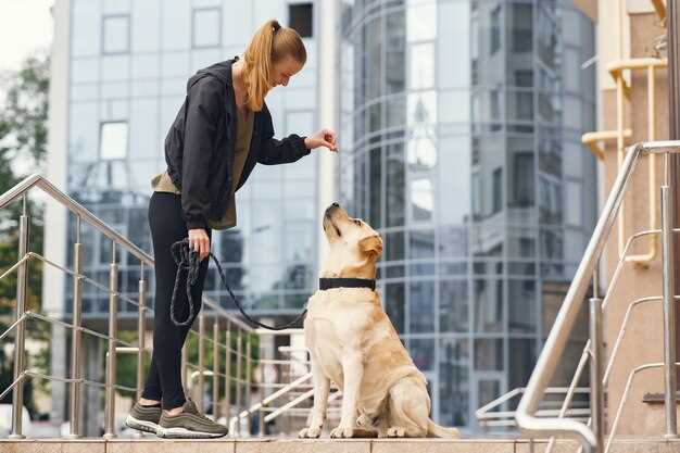 Hva er alderen til en to å gammel hund?