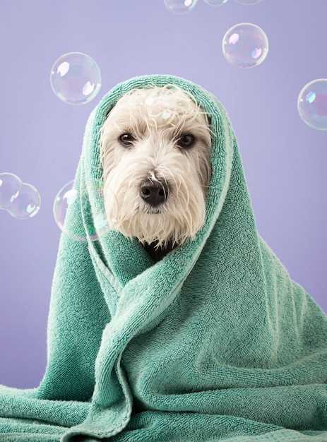 Question what is the safest dry shampoo for dogs