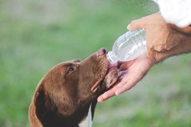 Quick answer why is my dogs poop watery