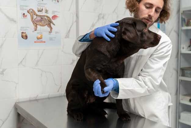 What are the symptoms of kidney failure in dogs