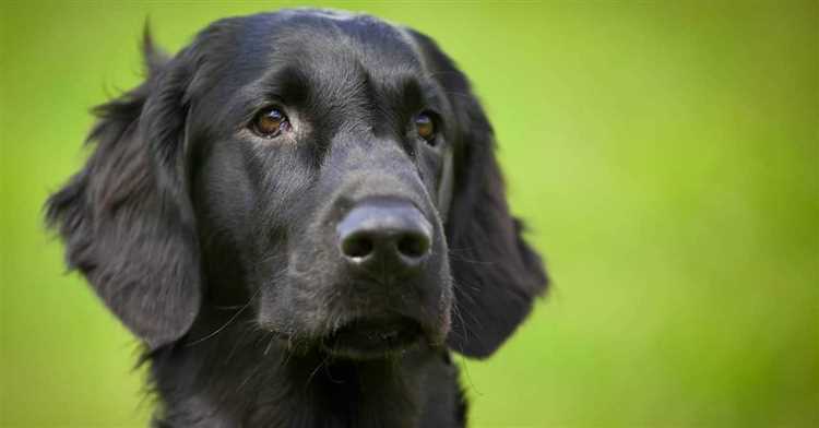 Sorte hund som likner på en svart golden retriever