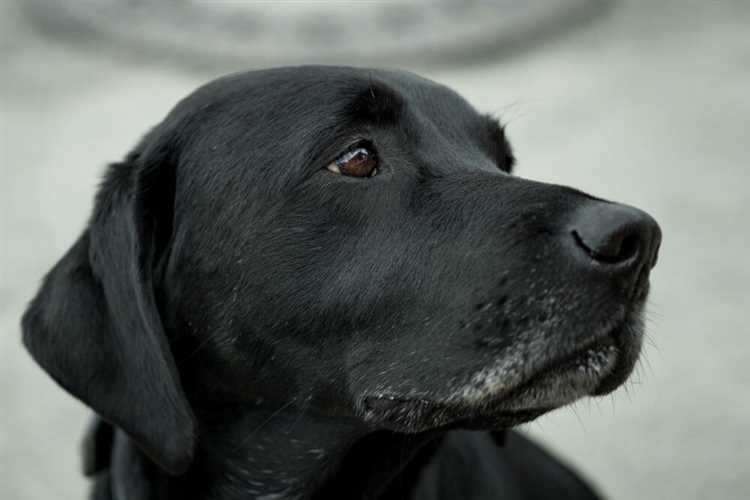 Oppsummering av sort hund som likner en svart golden retriever