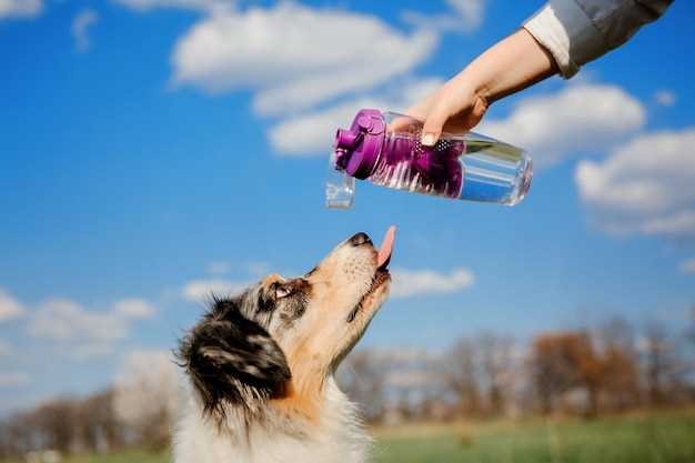 Urter og bær som stimulerer hundens lyst på vann