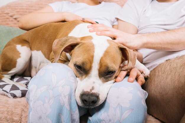 What Causes Tracheal Irritation In Dogs