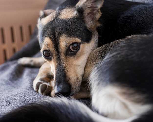 Hundeeierenes følelser og dilemmaer