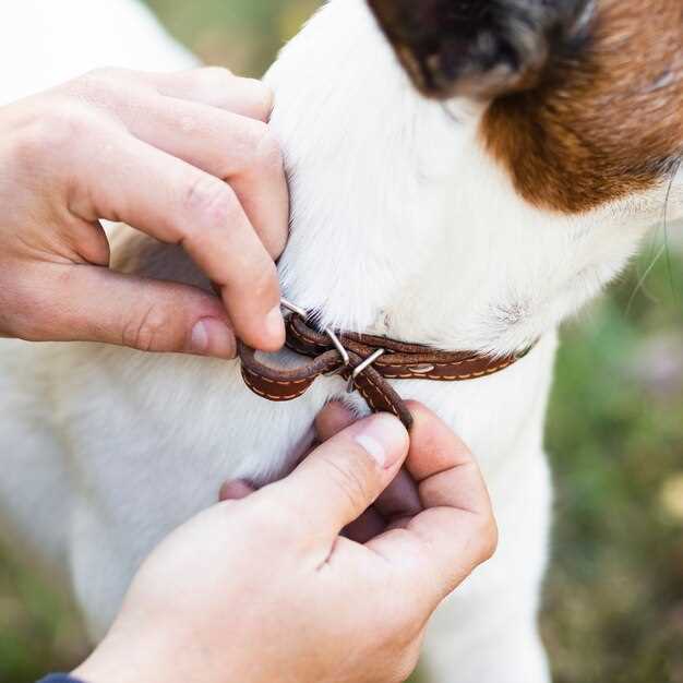 Which sprouts are good for dogs