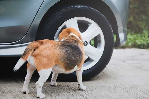 Why does my dog chase cars all of a sudden