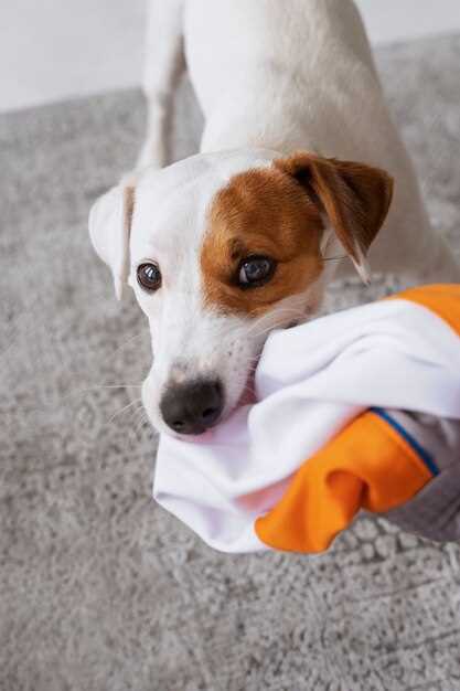 Årsaker til at hunden min slikker på stoff