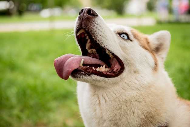 how-can-dogs-hold-their-pee-so-long