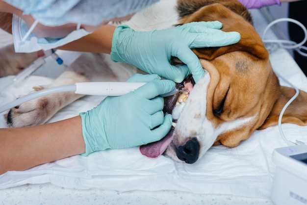 Your inquiry: Is it normal for a dog to get sick after castration