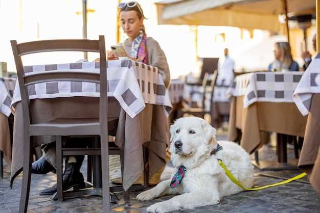 Your question what to feed dogs with loose stools