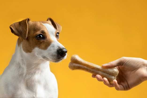 Best answer what to give a dog that chews