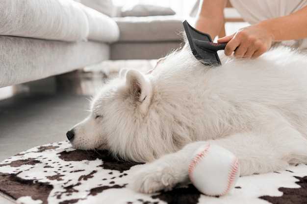 Hva du bør vite før du bruker Aloe vera på hunden din