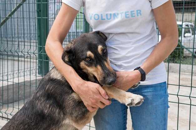 Begrensninger og ansvar ved å ha en redningshund som kjæledyr