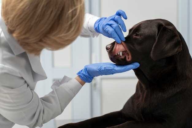 Do blood tests detect cancer in dogs