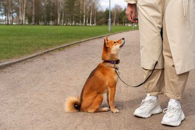 Hvor lang tid tar det å få en førerhund