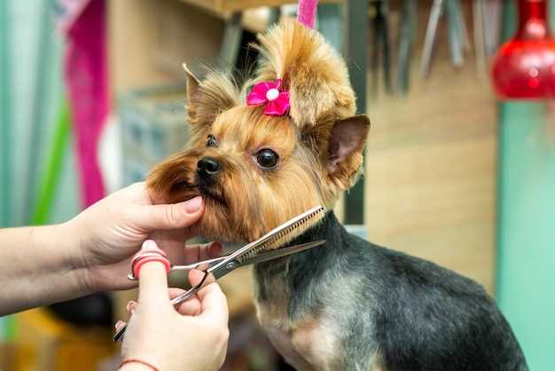 How to choose dog clippers