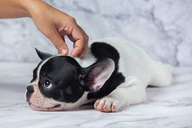 how-long-can-a-5-month-old-puppy-hold-his-stool-norparson