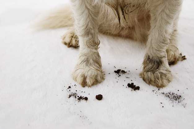 how-long-does-salt-poisoning-last-in-dogs