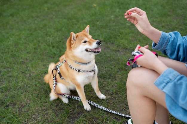 How much dna do dingoes share with dogs