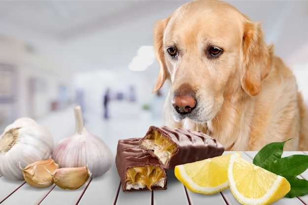Fordeler med fôring av rå mat til hunder