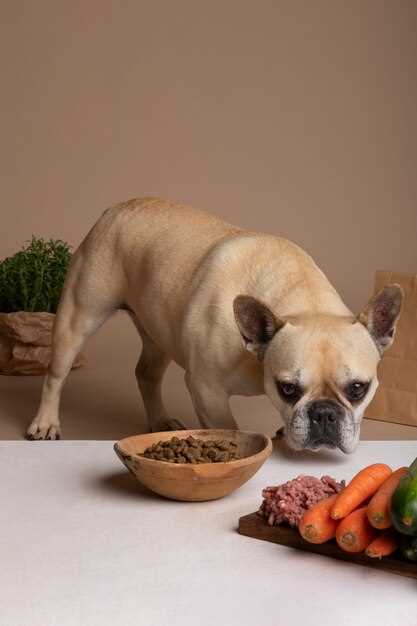 Overgang til rå matfôring for en hund