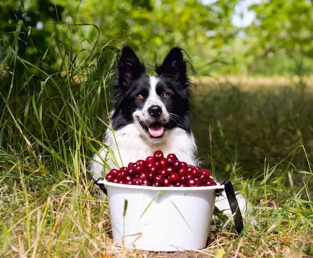 Which berries are poisonous to dogs