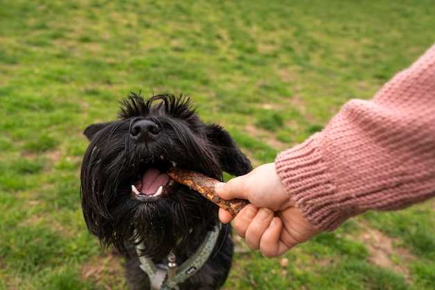 You asked can i touch my dog with scabies