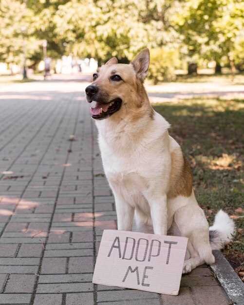 Hva kan hundeeiere gjøre?