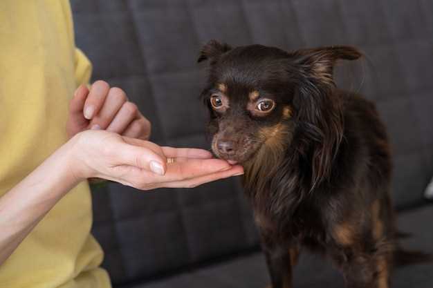 Når du bør kontakte veterinær hvis hunden din har spist en deoksydator