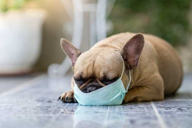 Hva er symptomene på forkjølelse hos hunder?
