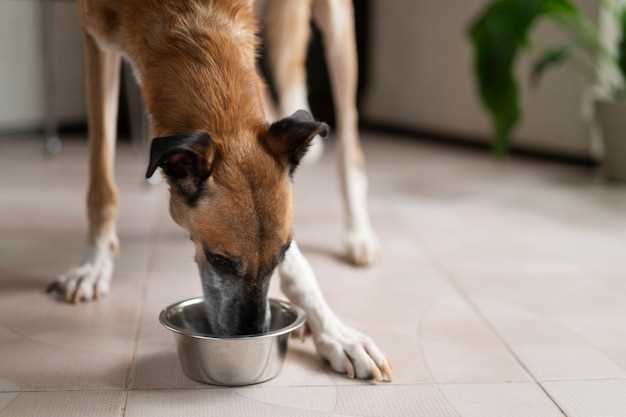 what-causes-loose-stools-in-dogs-that-eat-canned-dog-food