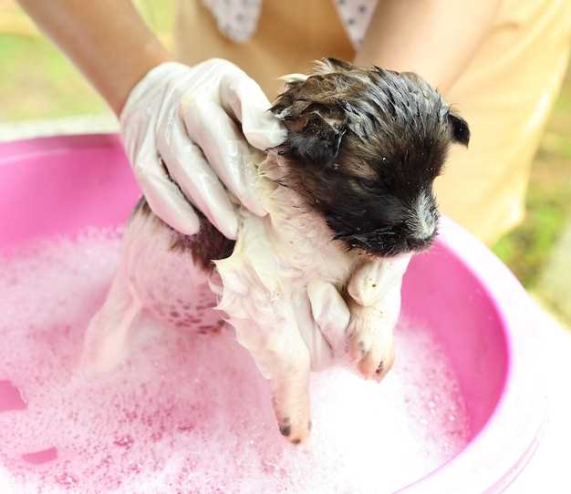 Hvor dypt bør et hundebad være?