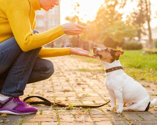 How do you clean an electric dog collar