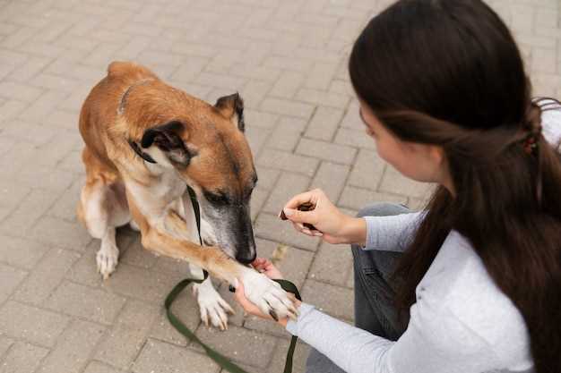 how-long-should-dogs-bleed-after-birth