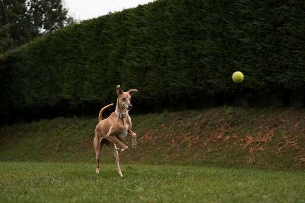 How much do greyhounds need to be walked