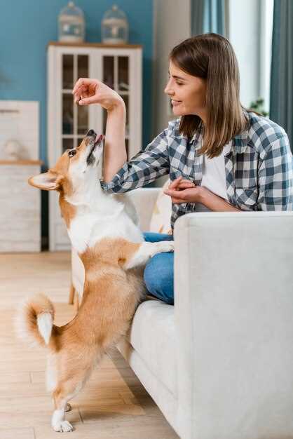 Når du bør kontakte veterinær angående ibuprofen til din hund