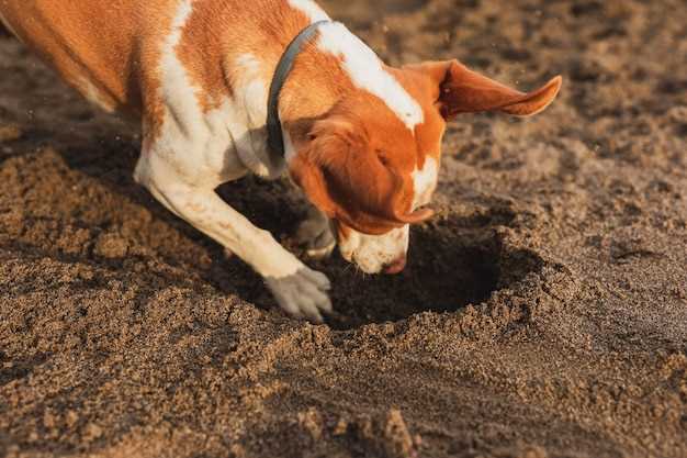 How often do bladder stones come back in dogs