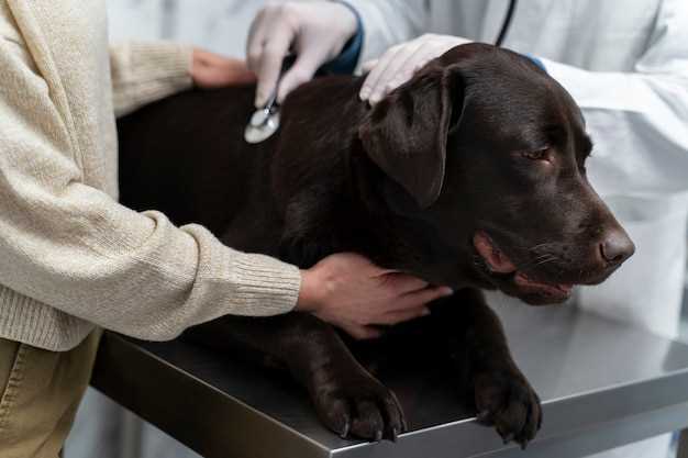 What can cause brain swelling in dogs