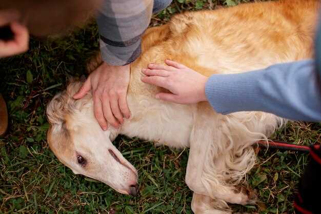 what-does-a-sarcoma-lump-look-like-on-a-dog