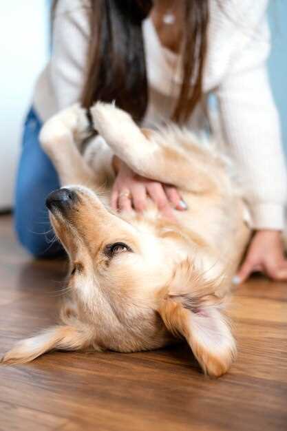 What to do if dog is hyperventilating