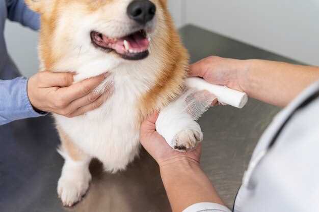 Why do dogs lick infected wounds