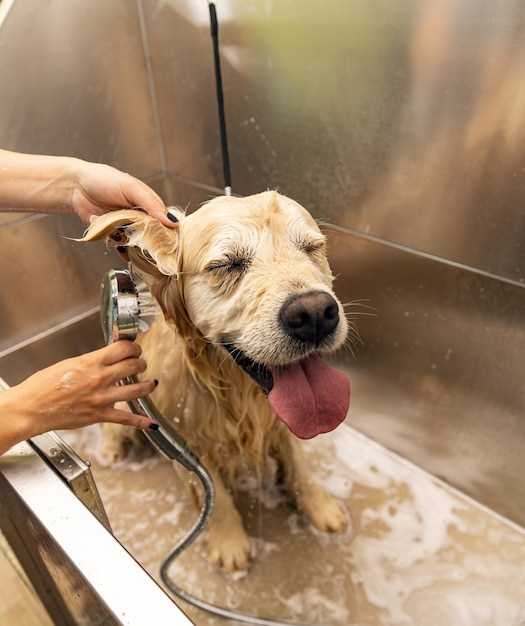 Your question is it bad to wash your dog with cold water