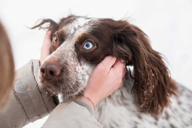 Your question what does ear mites look like in dogs