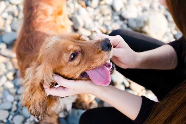 At what age do dogs start losing teeth