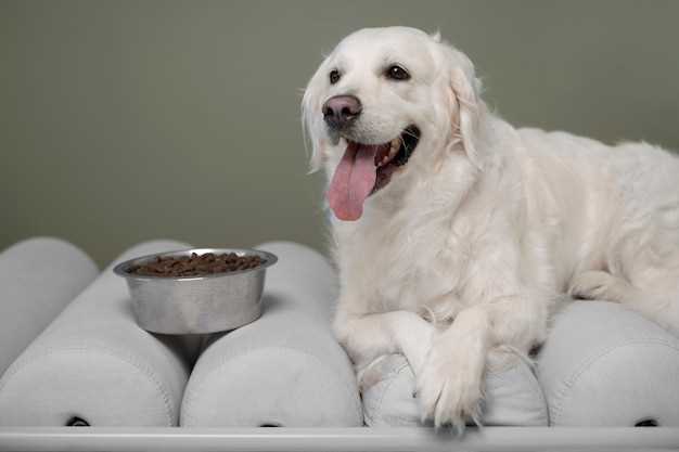 is-almond-flour-good-for-dogs