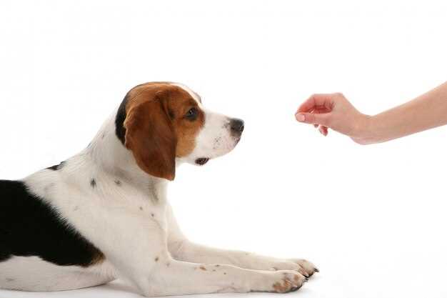 Hvordan stilles diagnosen hørselstap hos hunder?