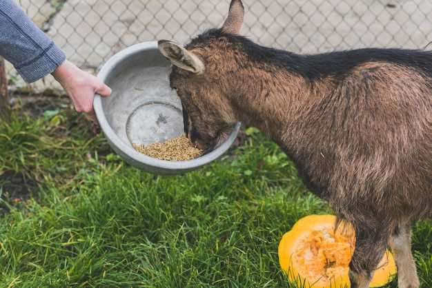 Can dogs eat before operation