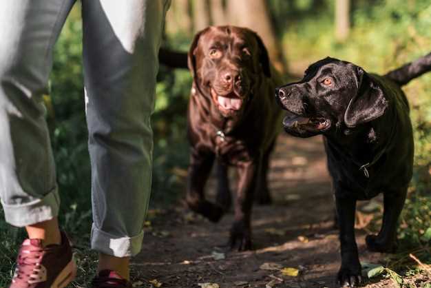 Undersøkelser og erfaringer fra eiere om hunders instinktive evne til å oppdage død