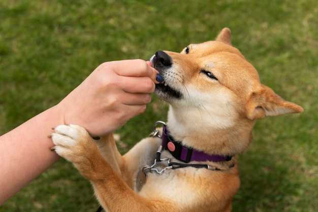 Når kan Benadryl være nyttig for hunden min?